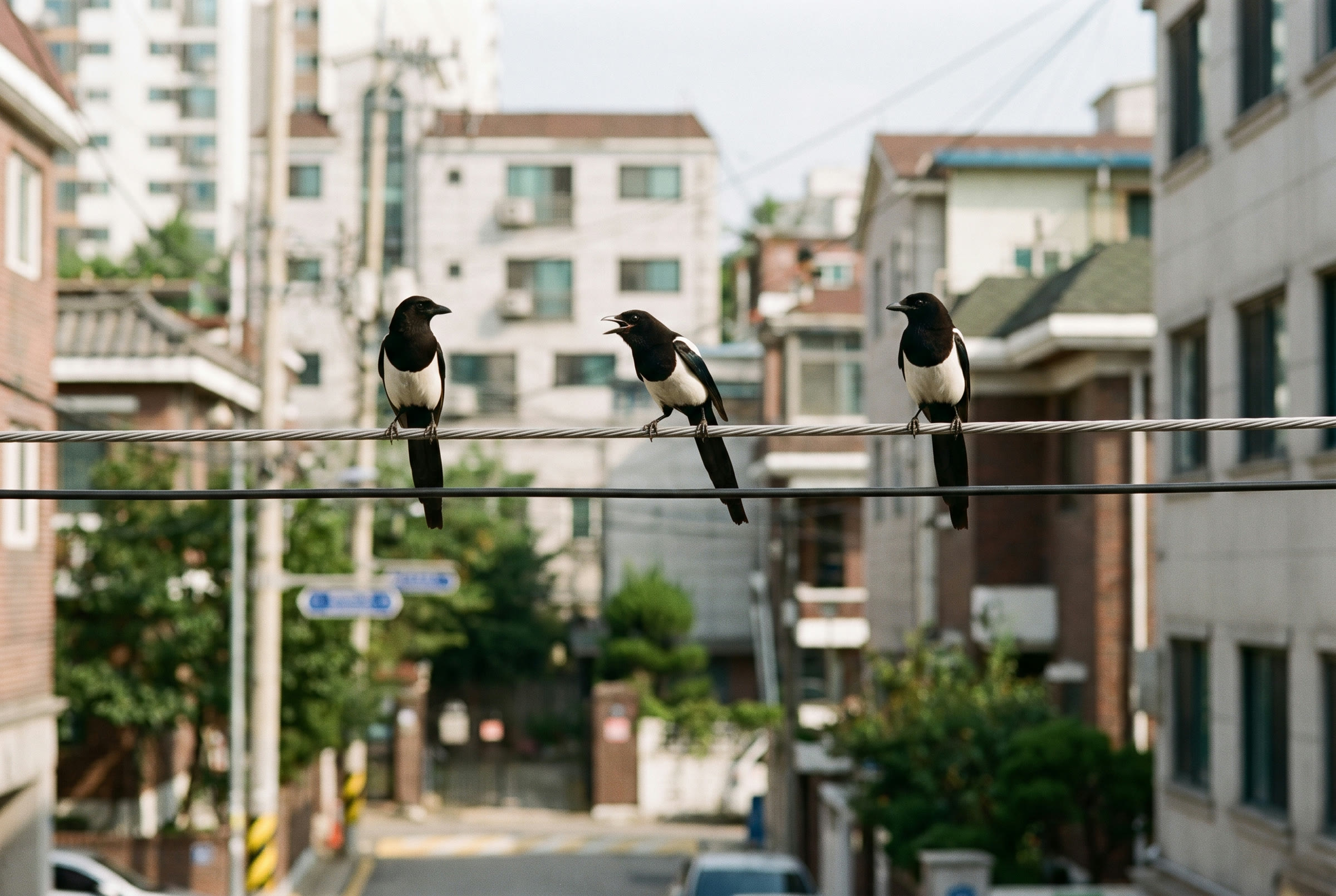 [동네 이웃] 전깃줄의 까치