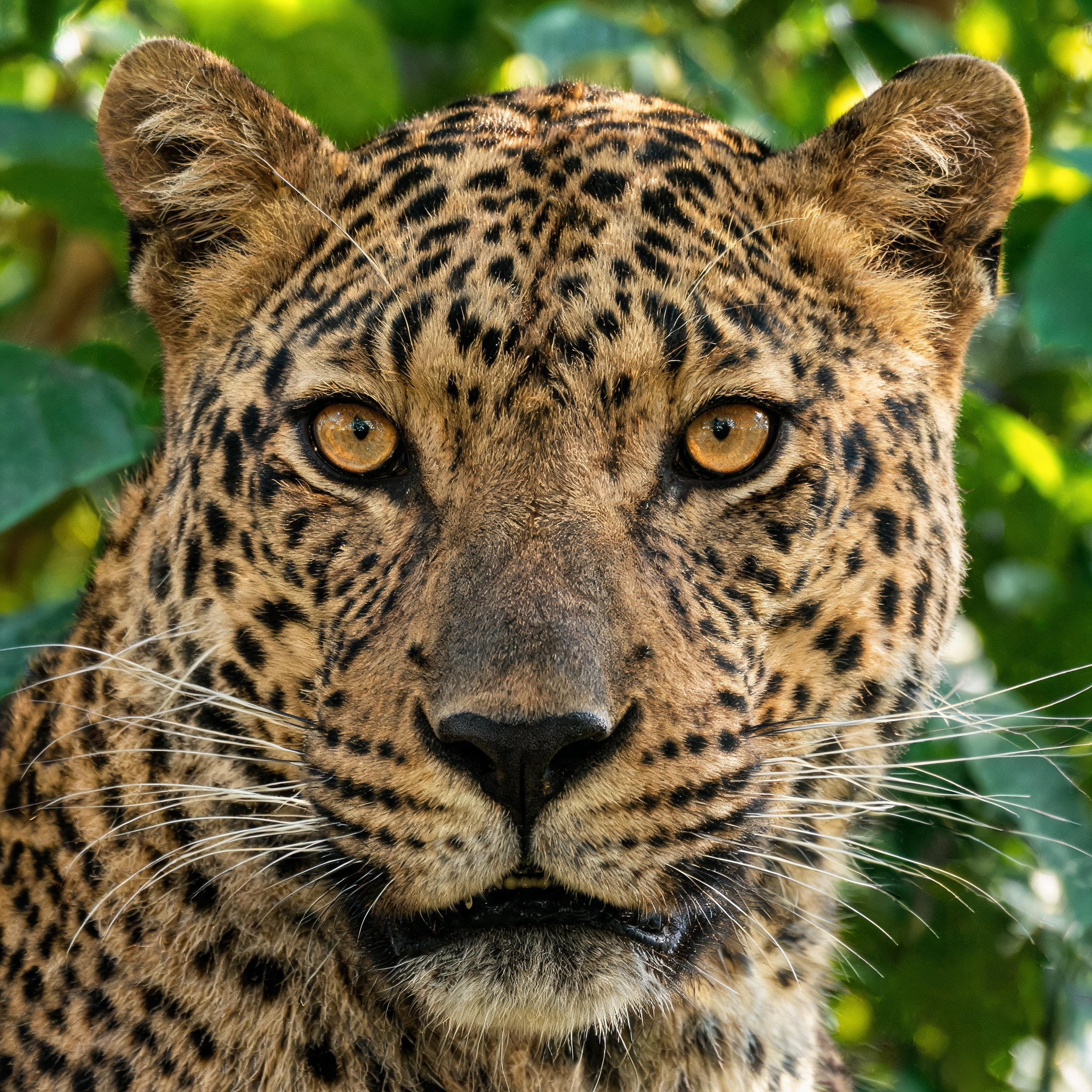 a close-up portrait of a leopard